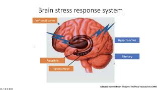 Neuroscience of Stress and Metabolism [upl. by Onileba]