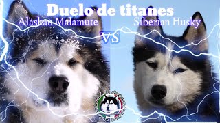 Alaskan Malamute vs Siberian Husky 🐺🐕😱😱😱 el impresionante duelo de titanes [upl. by Lahcsap]