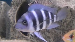 Purple Moba Frontosa Cichlid  Gibberosa cichlids from Moba Lake Tanganyika [upl. by Bores]