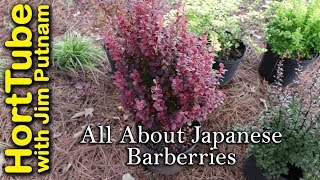 All About Japanese Barberries [upl. by Gerhard]