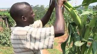 Modern Farming in Uganda [upl. by Faina307]