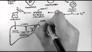 Costs  all 7 explained  TFC TVC TC AFC AVC AC and MC [upl. by Ahsela872]