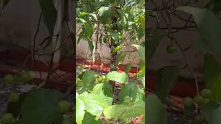 എന്റെ നാട്ടിലെ Berry Indian coffee plum ലൂബിക്ക ലൗലോലിക്ക Flacourtia jangomas tree indianplum [upl. by Nadnerb]