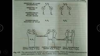 Gemetophtic System of Selfincompatibility [upl. by Nosneb842]