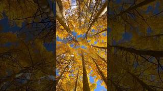 Fall Aspen Trees aspentrees breckenridge autumnfoliage [upl. by Atig190]