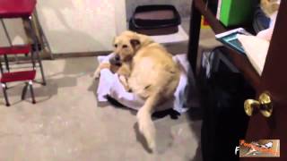 Funny Cats Stealing Dog Beds funny Compilation 2015 [upl. by Marshal]