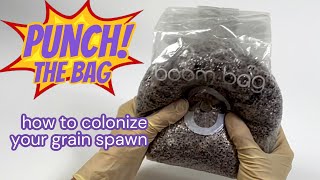 Punching The Bag  how to help your grain spawn colonize faster diy mycology fungi mushroom [upl. by Htedirem]