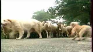 Pierre Trolliet berger avec ses bergers des Pyrénées [upl. by Adiana]