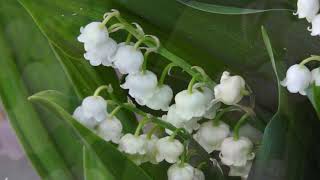 Lily of the valley Convallaria majalis very fragrant flower of May [upl. by Agneta]