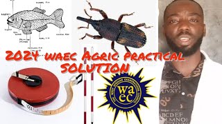 2024 Waec Specimen question and Answers [upl. by Nert]