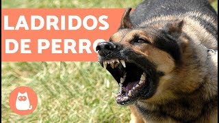 Ladridos de Perro  Muy bueno barking dogs [upl. by Sonaj]