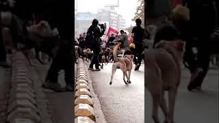 🔥Pelea de Perros Callejeros por el una perra 💥Shorts Viral Perros 🔥 [upl. by Yniffit]