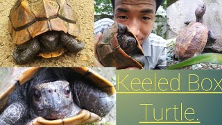 Keeled Box Turtle Rescued by Waru Nakong [upl. by Anniala]