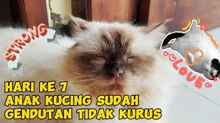 KITTEN BARU LAHIR Part 5 SEKARANG GENDUT ANAK KUCING KELIHATAN LEBIH BESAR  Life Cat Diary Ep131 [upl. by Ranjiv485]