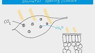 A2 biology  stomatal opening [upl. by Claudetta903]