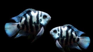 Polar Blue Parrot Fish  Breeding size of Parrot fish  cichlid cichlidfish parrotfish fish [upl. by Feola]