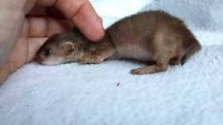 Orphaned baby stoat about 5 wks old  3rd vid [upl. by Nednyl413]