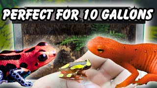 7 Small AMPHIBIANS Perfect for 10 gallon tanks [upl. by Rochella264]