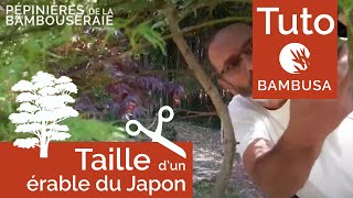 Taille dun érable du Japon par Philippe Borelly [upl. by Sedlik]