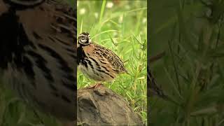 Quail Bird Sound [upl. by Gary]