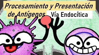 Vía Endocítica  Procesamiento y Presentación de Antígenos  Parte 1 [upl. by Gnaig534]