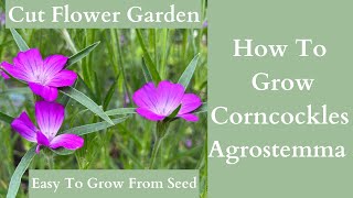 How To Grow Agrostemma Flowers  Corncockles [upl. by Akeirahs]