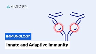 Innate and Adaptive Immunity Types of Immune Responses Full version [upl. by Lamprey145]