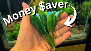 FREE plants How to easily propagate Amazon sword and other aquatic plants [upl. by Ohl310]