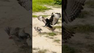 Amazing speed and flexible skill Eagle hunting bird of prey eaglehunters eagle [upl. by Ticknor]