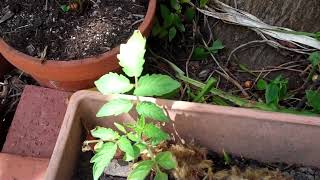 Tomato Seedlings [upl. by Irac]