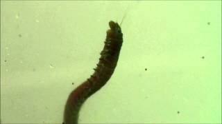 A polychaete ventilates its burrow [upl. by Carny539]