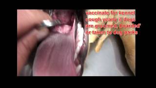 Cough and swollen tonsils in dogs [upl. by Hartley853]