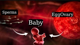 Sperms and Eggs  Fertilization Process  Baby Development  Pregnancy Explained [upl. by Ioab]