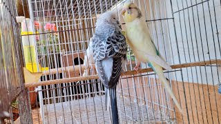 Bird Sound Relaxing Bird Sounds  Budgies Bird Chirping For Meditation [upl. by Anali924]