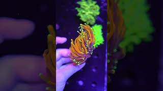 STUNNING Torch Coral 🔥 shorts aquarium reef corals [upl. by Htiekal]