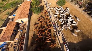 NOSSO AGRO – Dia D da Fazenda Carnaúba atrai visitantes para conhecer criação de bovinos e caprinos [upl. by Dleifyar]