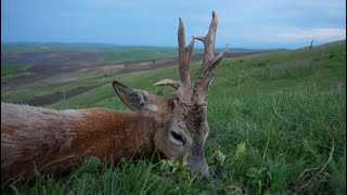 Bukkejagt i Rumænien kæmpe bukke  Spring Roebucks Romania Part 1 [upl. by Navad]