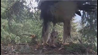 Bucovina  Female Golden Eagle Brings A Cat To The Nest Warning Viewer Discretion Advised 72321 [upl. by Lanette]