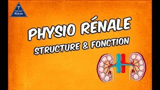 Physiologie rénale  Structure et fonctions [upl. by Jac]