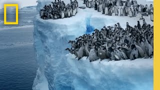 Emperor penguin chicks jump off a 50foot cliff in Antarctica NEVERBEFOREFILMED FOR TV  Nat Geo [upl. by Attlee]