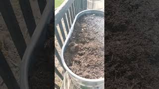 Garlic Planting for Fall [upl. by Lexis]