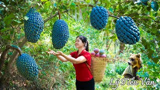 How to harvest Blue Annona Reticulata amp Selling  Harvesting and Cooking  Ly Tieu Van Daily Life [upl. by Bulley735]