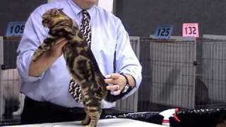 Champion American Shorthair Cat [upl. by Nodlew73]