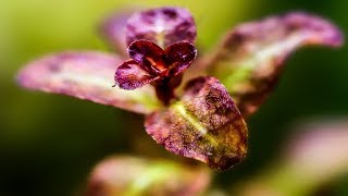 Aquarium Plants Ludwigia Senegalensis [upl. by Ocram]