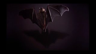 3rd  5th Grade All about Bats [upl. by Magdalen277]