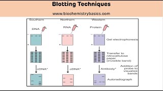 Types and Applications of Blotting Techniques  Blotting Techniques [upl. by Kire498]