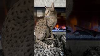 Mini Cheetahs Meowing And Enjoying The Fireplace cat meow shorts [upl. by Danaher]