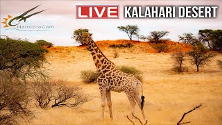 Namibia Live stream in the Kalahari Desert Namibia [upl. by Edan]