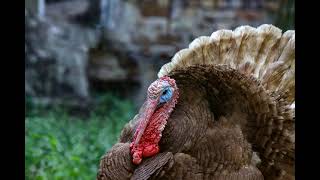 Turkey Gobbling 1 Hour Sound Effect Turkey Noise [upl. by Ralf442]