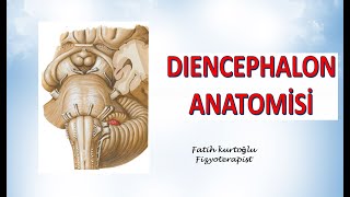 Diencephalon  Diencephalon Anatomy  Nöroanatomi Konu Anlatımı  11 [upl. by Dlaner293]